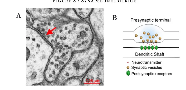 Figure 8 : Synapse inhibitrice