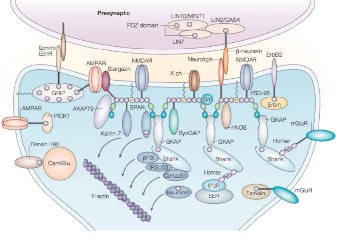 Figure 11 : Protéines de la densité post-synaptique d’ une synapse  glutamatergique