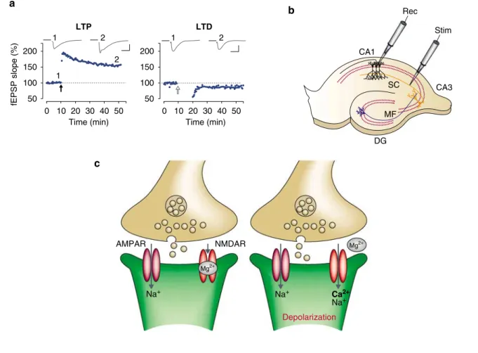 Figure 16 !&#34;  LTP et LTD dépendantes des récepteurs NMDA dans la 