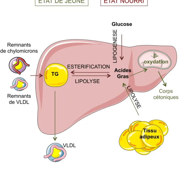 Figure 2 : Synthèse et utilisation des acides gras dans le foie 