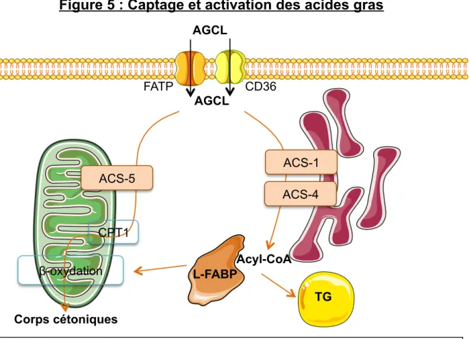 Figure 4 : Schéma du captage des remnants de lipoprotéines 