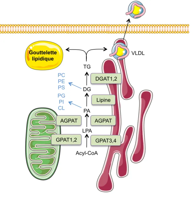 Figure 8 : Représentation schématique de l’estérification   dans le foie 