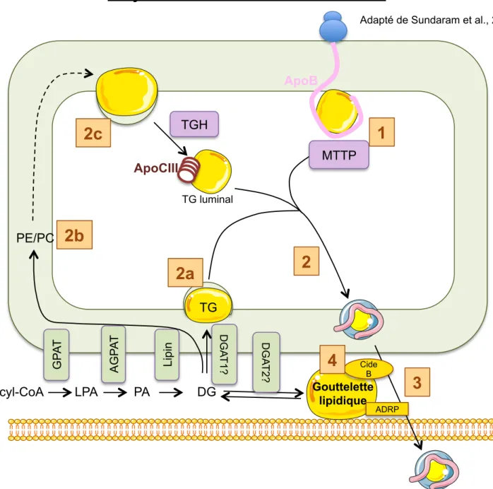Figure 10 : Schéma hypothétique de   la synthèse et de la sécrétion des VLDL 