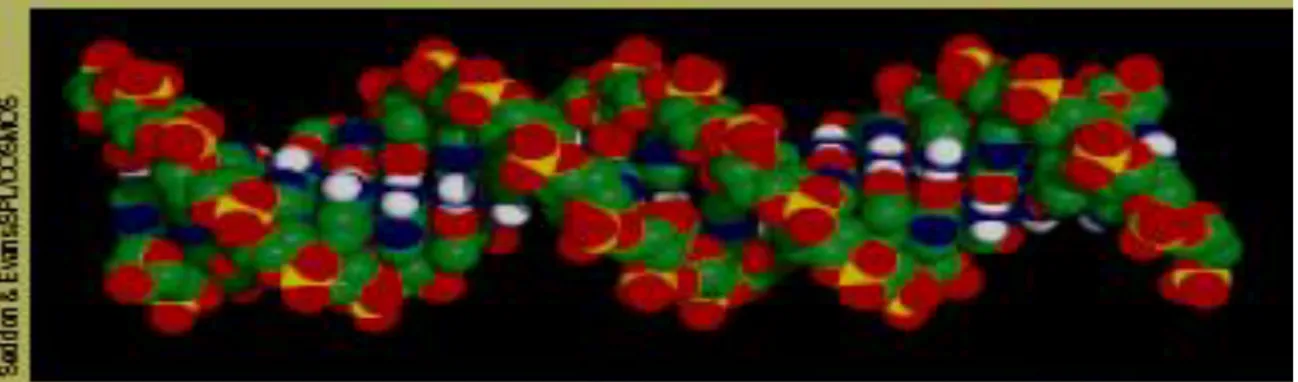 Figure 4 : Représentation d’une molécule d’ADN 