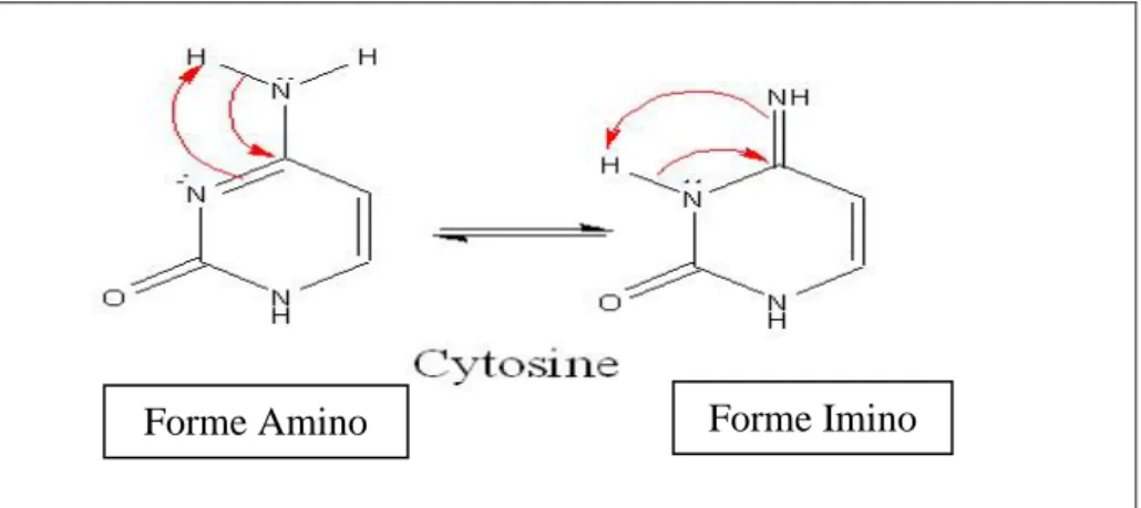 Figure 12 : Equilibre tautométrique amino-imino de la molécule de cytosine 