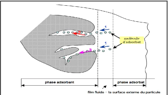 Figure 20 : Mécanisme du transport d’un adsorbat au sein d’un grain du solide  1-diffusion externe; 2-diffusion interne (dans les pores); 3-migration en surface