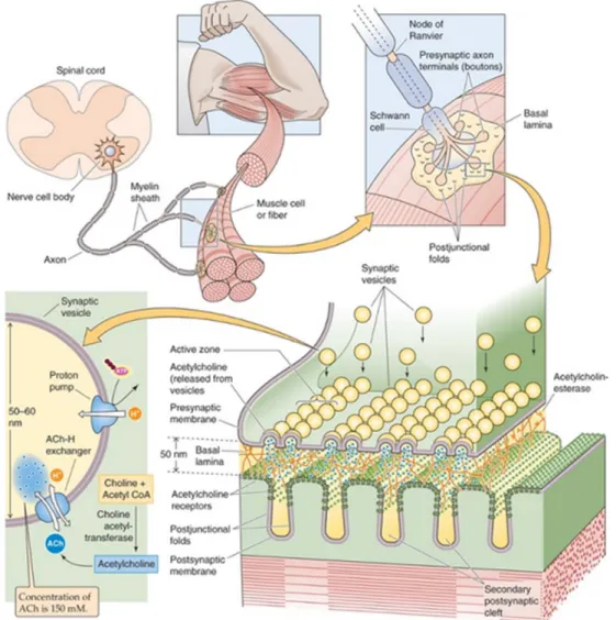 Figure 1. The neuromuscular junction. The motor neuron extends its axon from the motor from the 