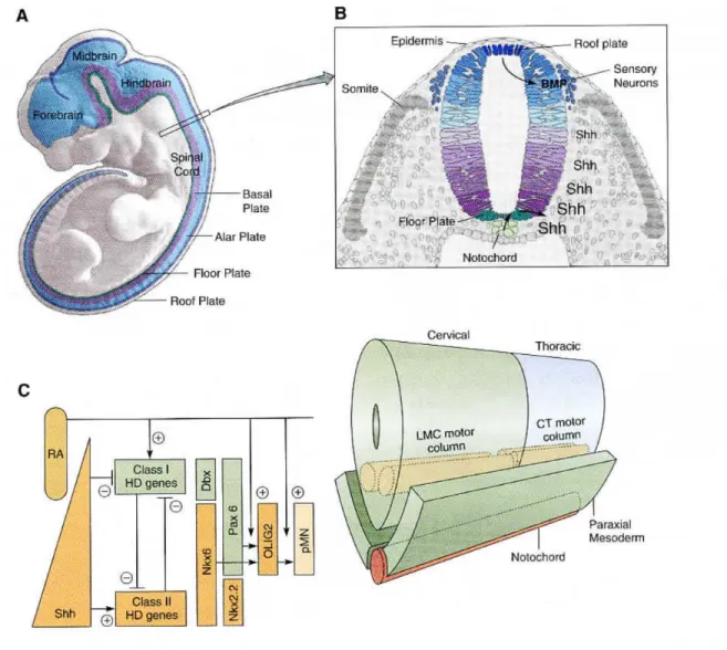 Figure 2. Specification of motor neurons in the vertebrate spinal cord  