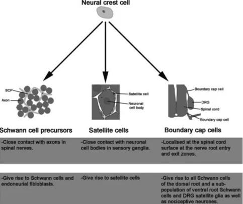 Figure 3. Neural crest cell destiny. Neural crest cells give rise to various types of peripheral glia 