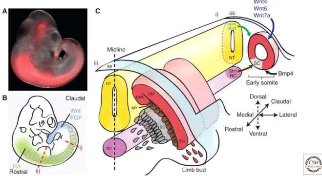 Figure 4. Myogenesis. (A) Embryonic day 10.5 (E10.5) mouse embryo carrying an Myf5 lineage 