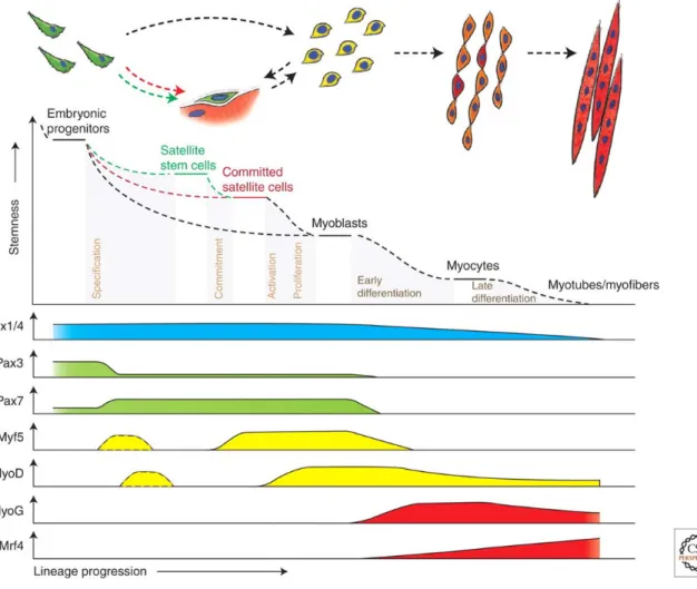 Figure 5.  Hierarchy of transcription factors regulating progression through the myogenic lineage