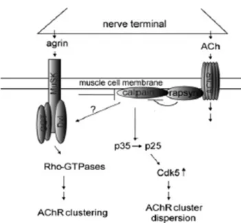 Figure 9. The Working Hypothesis ACh activates Cdk5 in a manner dependent on calpain. 