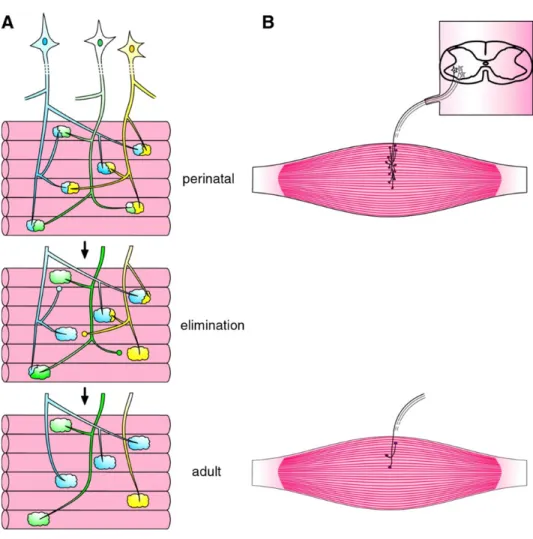 Figure 11. Synapse elimination. Neonatal synapse elimination represented as the loss of 