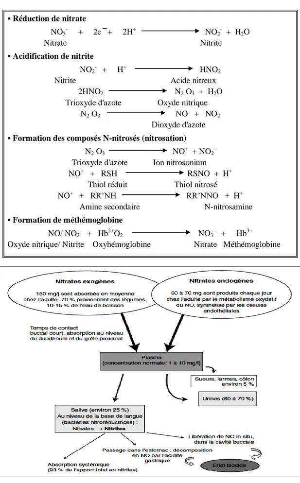 Tableau 1: Le métabolisme des nitrates (Oluyomi et al, 2008)  