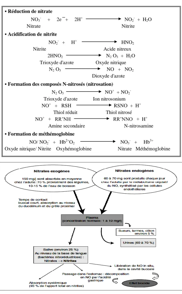 Tableau 1: Le métabolisme des nitrates (Oluyomi et al, 2008)  