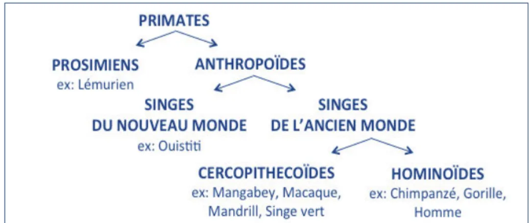 Figure 2 : Classification de l’ordre des Primates, divisé entre les Prosimiens et les Anthropoïdes