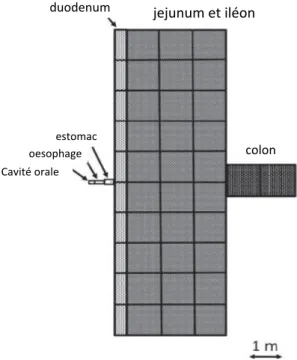 Figure 5: Distribution anatomique des surfaces muqueuses le long du tractus digestif.  