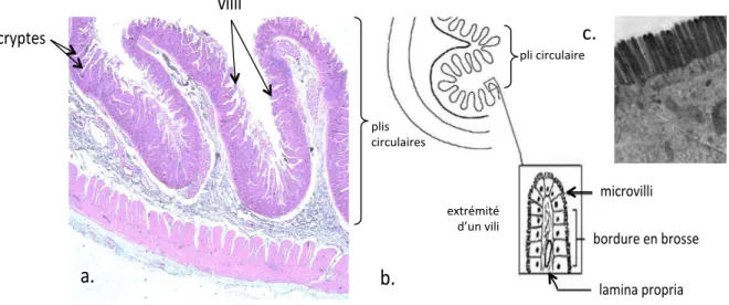 Figure 7 : Les différents degrés de repliement de l’intestin grêle. 