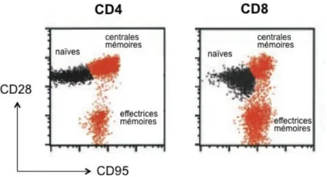 Figure 9 : Identification des cellules T CD4 +  et CD8 +  naïves, centrales mémoire et effectrices 