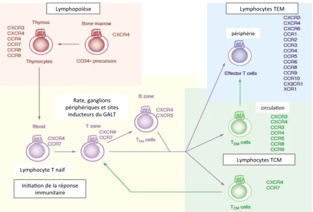 Figure 11 : Schéma général de l’évolution des propriétés migratoires des lymphocytes T