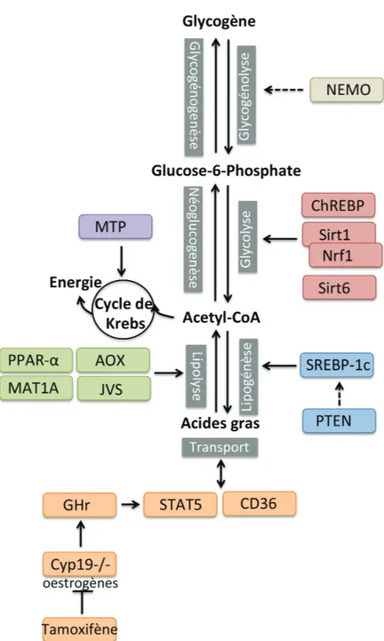 Figure 2.6 – Les modèles génétiques de stéatose hépatique et leur action sur le métabolisme du foie