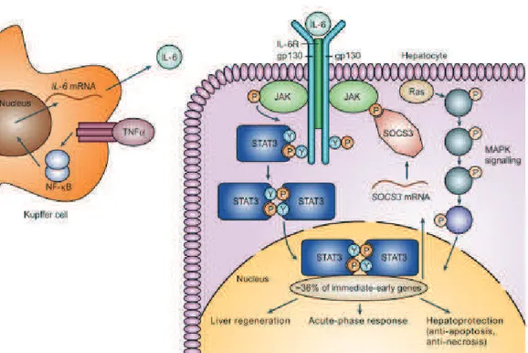 Figure 3.1 – La phase de priming résumant l’interaction entre les cel- cel-lules de Kupﬀer et les hépatocytes déclenchant l’expression des cytokines  pro-inﬂammatoires de la phase de « Priming » [130]