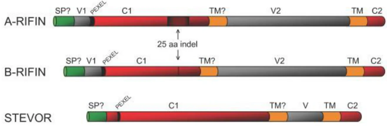 Fig. 7: Schematic organization of STEVOR, type-A and type-B RIFIN proteins. (Indel): insertion/deletion of 25  aminoacid  conecnsus  located  in  typ-A  RIFIN,  but  not  in  type-B;  (SP?):  Potential  signal;  (TM):  transmembrane  domain; (V, V1, V2) ar