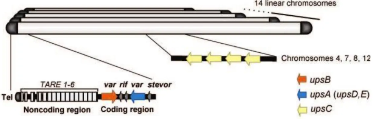 Fig. 9: Genomic organization and nuclear position of P. falciparum var genes. 