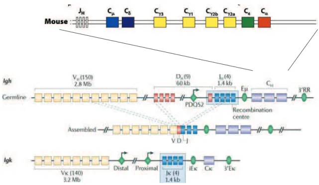 Figure 2. The structure of mouse IgH and Ig ʃ genes. For more details, see text. Eµ : intronic enhancer, 