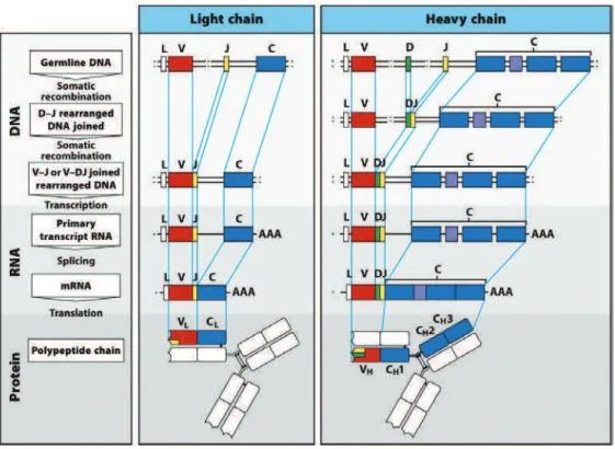 Figure 4. Steps in transcription, splicing and protein synthesis of heavy and light 
