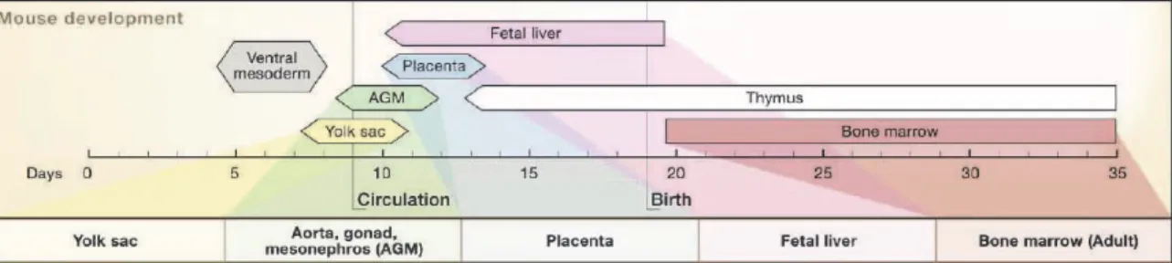 Figure 6. Different locations of hematopoietic stem cells throughout mouse development