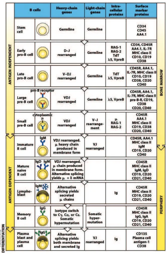 Figure 9.  Schema of B-cell development from hematopoietic stem cell to differentiated plasma cell