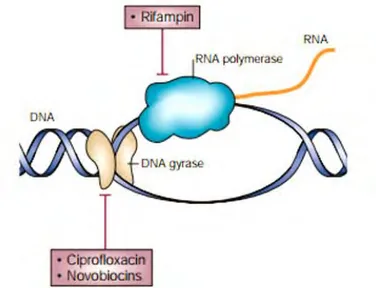 Figure  7 :  Inhibition  de  la  réplication  des  acides  nucléiques.  La  rifampicine  se  lie  à  l’ARN  polymérase  et 