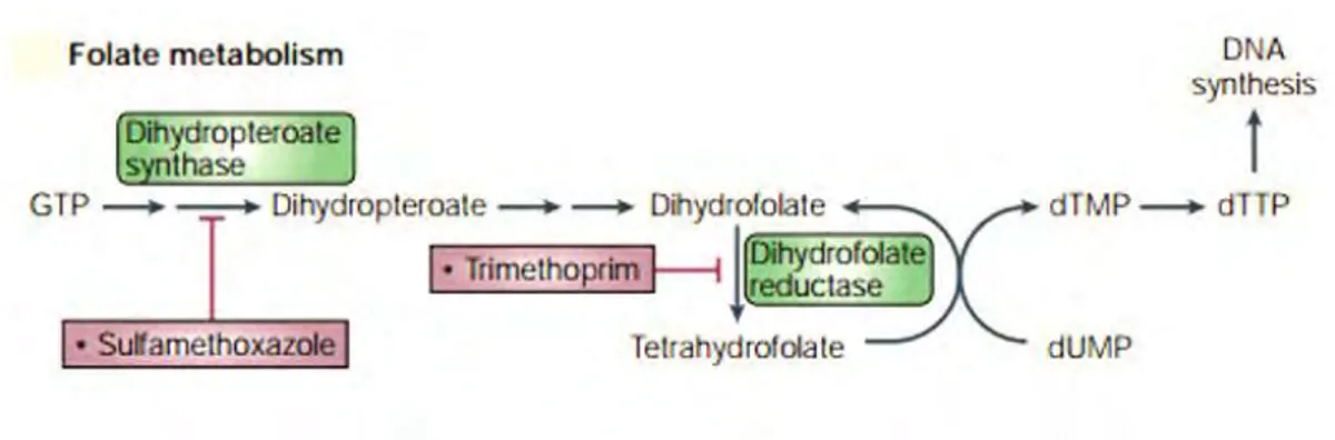 Figure  8 :  Métabolisme  de  l’acide  folique.  L’acide  folique  est  nécessaire  à  la  synthèse  de  la  thymine,  un 