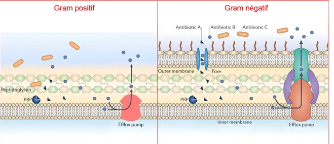 Figure 10 : Mécanismes de résistance naturelle. Les antibiotiques tels que les β-lactamines (antibiotique A) qui 
