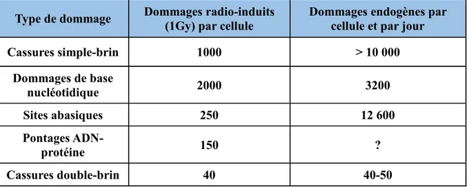 Tableau 1 : Fréquence des dommages à l'ADN par cellule induits de façon endogène ou par  1 Gy d’irradiation (adapté de Sage et coll., 2017)