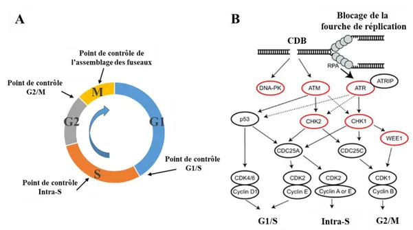 Figure 4 : Progression du cycle cellulaire et activation des points de contrôle.  A) Représentation des phases du cycle cellulaire et des points de contrôle (adaptée 