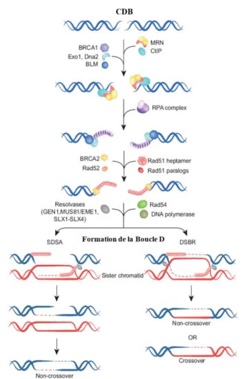 Figure 5 : Représentation schématique du mécanisme de la recombinaison  homologue, HR (adaptée de Dueva et Iliakis, 2013)