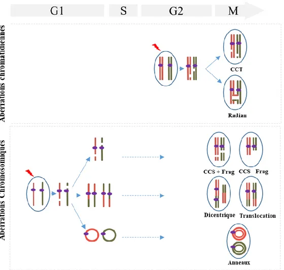 Figure  10  :  Illustration  schématique  de  la  formation  des  aberrations  chromosomiques