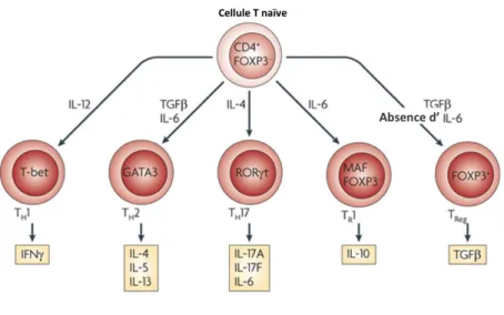 Figure 1: Les différentes sous-populations de LT CD4+ 