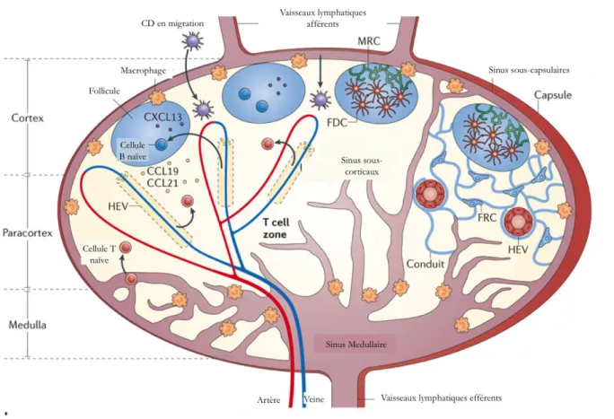 Figure 2: Architecture du ganglion et entrée des CD et des LT 