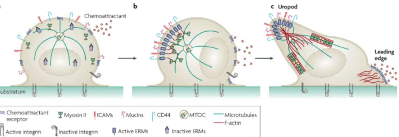 Figure 4: Mécanisme de la formation de l'uropode dans les LT 