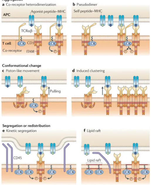 Figure 5: Différents modèles pour expliquer le déclenchement de la signalisation du TCR