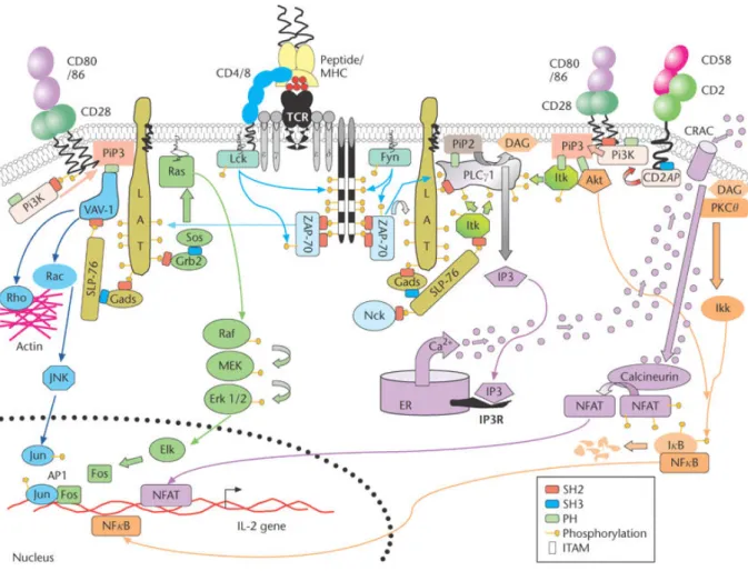Figure 7: Représentation schématique de la signalisation TCR/CD28 dans les lymphocytes T