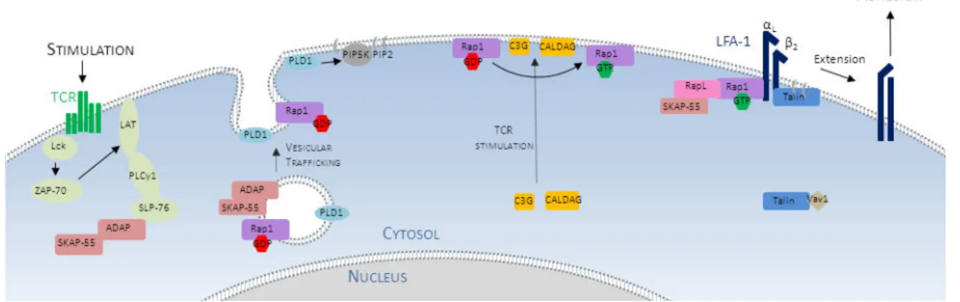 Figure 10: Régulation du signal inside out en réponse à une stimulation TCR. 