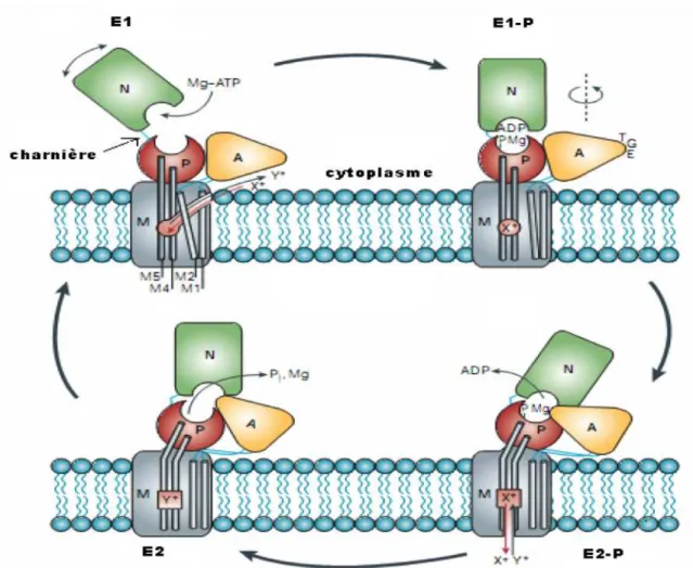 Figure  14.  Cycle  réactionnel  schématique  des  P‐ATPases.  La  figure  présente  le  cycle  enzymatique conduisant au passage d’un ion X en échange d’un ion Y en sens inverse. La liaison  du  complexe  Mg‐ATP  entrainant  un  changement  conformationnel  après  phosphorylation  du  domaine P. Le changement d’affinité induit va permettre la libération de l’ion séquestré au sein  du domaine M membranaire (d’après Kuhlbrandt, 2004). 