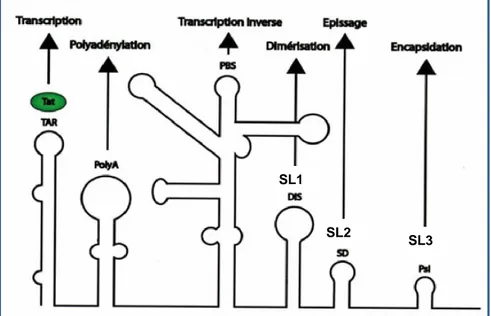 Figure 3: La 5’UTR du VIH-1 et son implication dans le cycle viral 