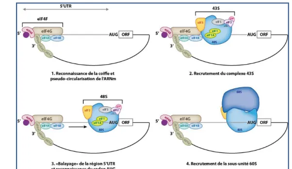 Figure 8 : Représentation schématique des différentes étapes d’initiation de la traduction  coiffe-dépendante 