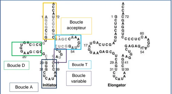 Figure 12 : Structure secondaire de l’ARNt i Met  vs ARNt e Met  chez la levure  (d'après Kapp 