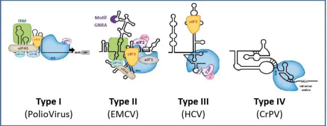 Figure 22 : Les différentes classes d’IRES 